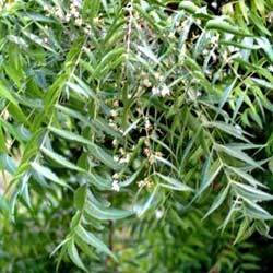 Manufacturers Exporters and Wholesale Suppliers of Azadirachta Indica Chennai Tamil Nadu